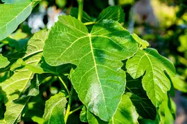 Ficus carica (Vijg) 130-140cm - afbeelding 50