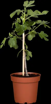 Ficus carica (Vijg) 130-140cm - afbeelding 13