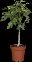 Ficus carica (Vijg) 130-140cm - afbeelding 24