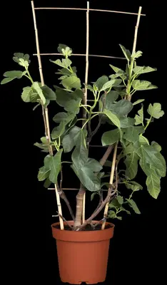 Ficus carica (Vijg) 130-140cm - afbeelding 17