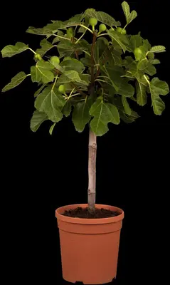 Ficus carica (Vijg) 130-140cm - afbeelding 6