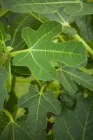 Ficus carica (Vijg) 130-140cm - afbeelding 22