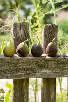Ficus carica (Vijg) 130-140cm - afbeelding 39