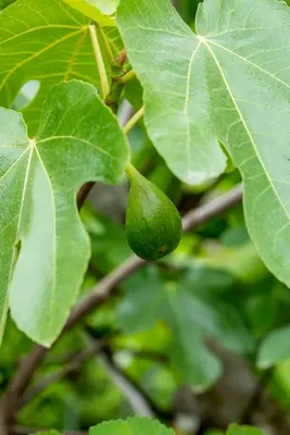 Ficus carica (Vijg) 130-140cm - afbeelding 45