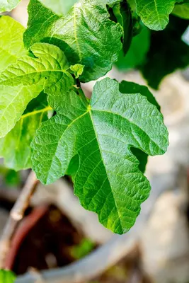 Ficus carica (Vijg) 130-140cm - afbeelding 48
