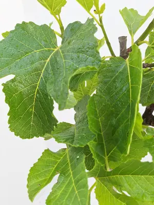 Ficus carica (Vijg) 130-140cm - afbeelding 2