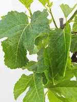 Ficus carica (Vijg) 130-140cm - afbeelding 2
