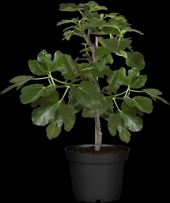 Ficus carica (Vijg) 130-140cm - afbeelding 21
