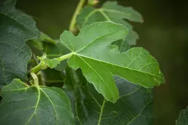 Ficus carica (Vijg) 150cm - afbeelding 22