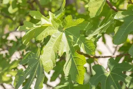 Ficus carica (Vijg) 150cm - afbeelding 28