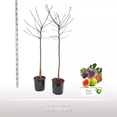 Ficus carica (Vijg) 150cm - afbeelding 1