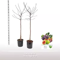 Ficus carica (Vijg) 150cm kopen?