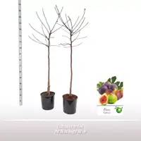 Ficus carica (Vijg) 150cm - afbeelding 1