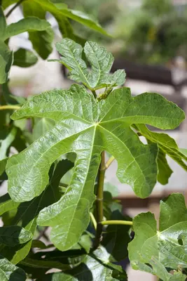 Ficus carica (Vijg) 150cm - afbeelding 6