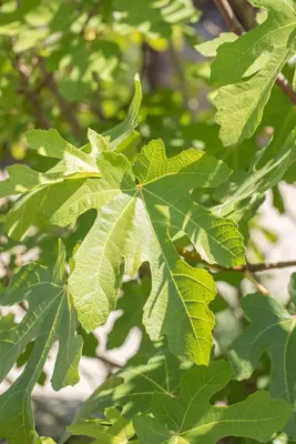 Ficus carica (Vijg) 150cm - afbeelding 27