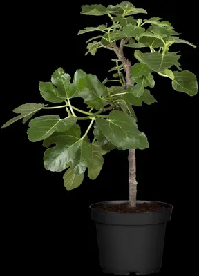 Ficus carica (Vijg) 150cm - afbeelding 19