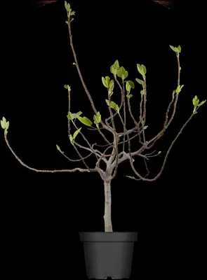Ficus carica (Vijg) 150cm - afbeelding 10