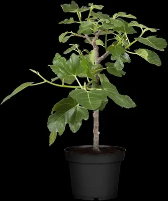 Ficus carica (Vijg) 150cm - afbeelding 17