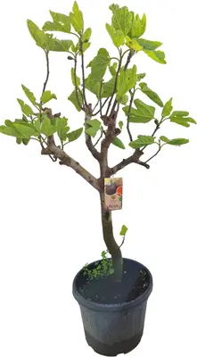 Ficus carica (Vijg) - afbeelding 1