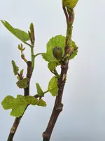 Ficus carica (Vijg) - afbeelding 2
