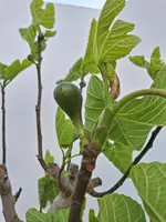 Ficus carica (Vijg) - afbeelding 3