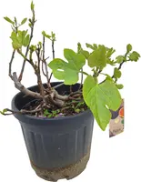 Ficus carica (Vijg) - afbeelding 1