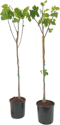 Ficus carica (Vijg) op stam 170cm - afbeelding 1