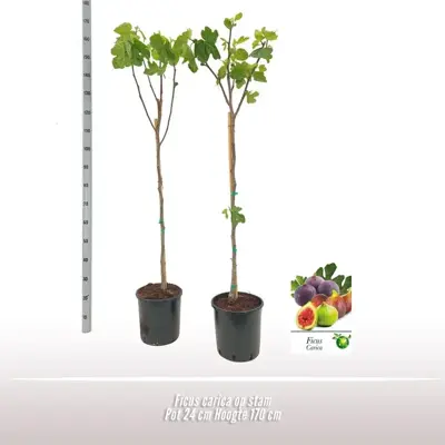 Ficus carica (Vijg) op stam 170cm - afbeelding 2