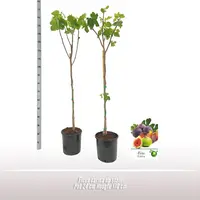 Ficus carica (Vijg) op stam 170cm - afbeelding 2