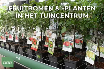 Ficus carica (Vijg) op stam 200cm - afbeelding 2