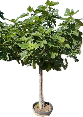 Ficus carica (Vijg) op stam 200cm - afbeelding 1