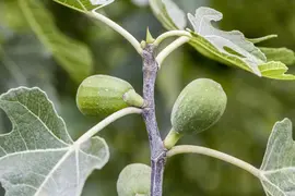 Ficus carica (Vijgeboom) - afbeelding 14