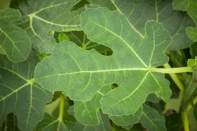 Ficus carica (Vijgeboom) - afbeelding 24