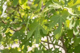 Ficus carica (Vijgeboom) - afbeelding 26