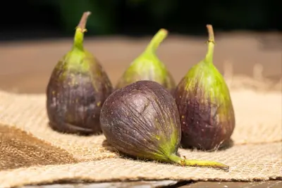 Ficus carica (Vijgeboom) - afbeelding 37