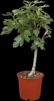 Ficus carica (Vijgeboom) - afbeelding 17