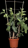 Ficus carica (Vijgeboom) - afbeelding 15