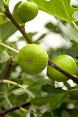 Ficus carica (Vijgeboom) - afbeelding 6