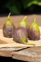 Ficus carica (Vijgeboom) - afbeelding 34
