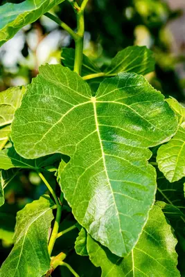 Ficus carica (Vijgeboom) - afbeelding 47
