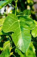 Ficus carica (Vijgeboom) - afbeelding 47