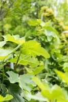 Ficus carica (Vijgeboom) - afbeelding 50
