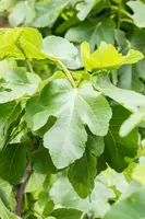 Ficus carica (Vijgeboom) - afbeelding 51