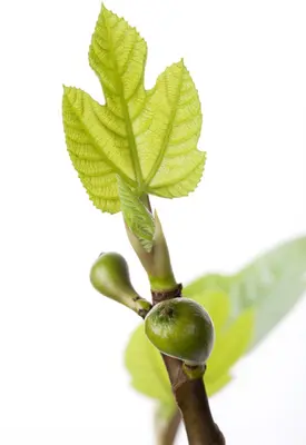Ficus carica (Vijgeboom) - afbeelding 10