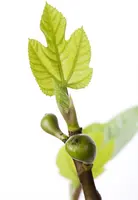 Ficus carica (Vijgeboom) - afbeelding 10