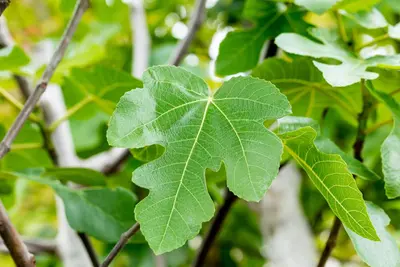 Ficus carica (Vijgeboom) - afbeelding 39