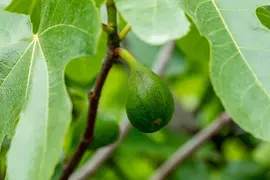 Ficus carica (Vijgeboom) - afbeelding 41