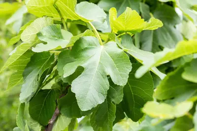 Ficus carica (Vijgeboom) - afbeelding 49