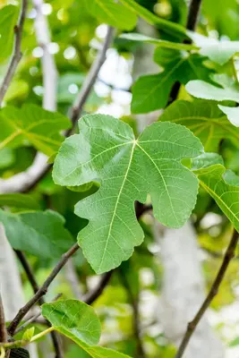 Ficus carica (Vijgeboom) - afbeelding 41