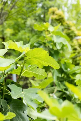 Ficus carica (Vijgeboom) - afbeelding 51